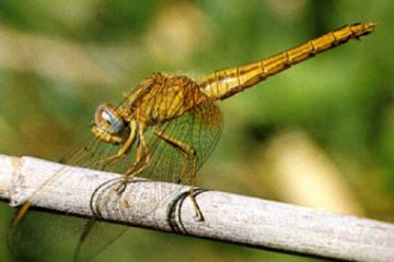 Libellula "Crocothemis - erythraea" (Ft. A. Rinaldi)