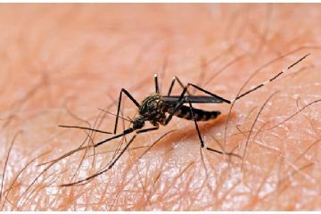 Misure di prevenzione, sorveglianza e risposta alla circolazione del virus west nile, trasmesso dalla zanzara culex